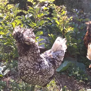 Il Suono Del Bosco Frühstückspension